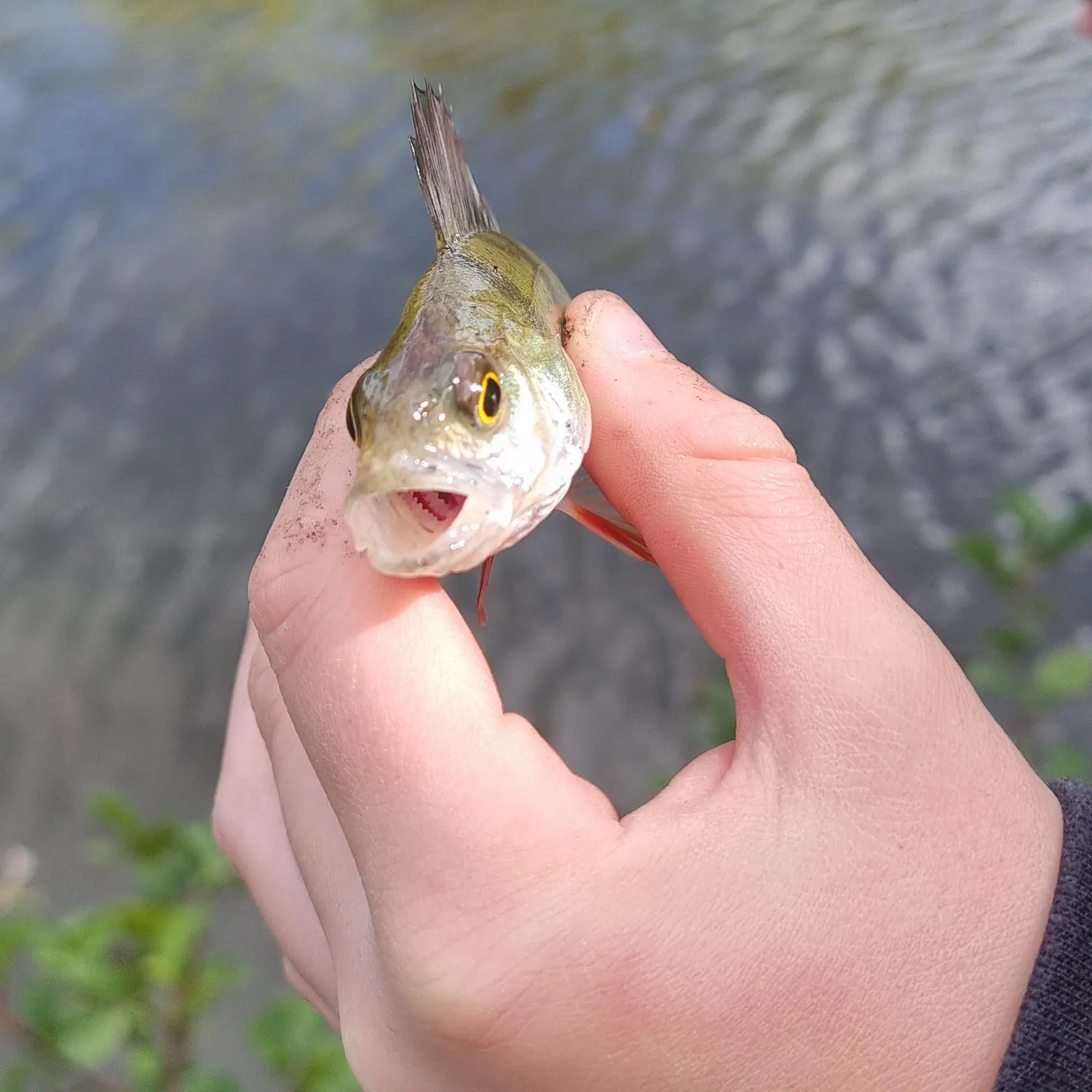 Fish caught on Fishbrain