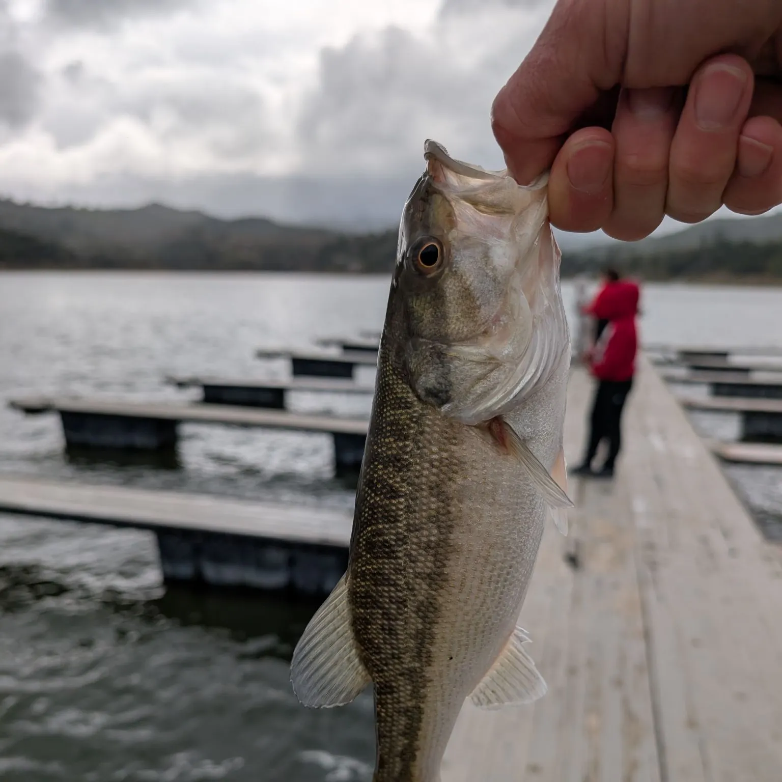 The most recent Spotted bass catches on Fishbrain