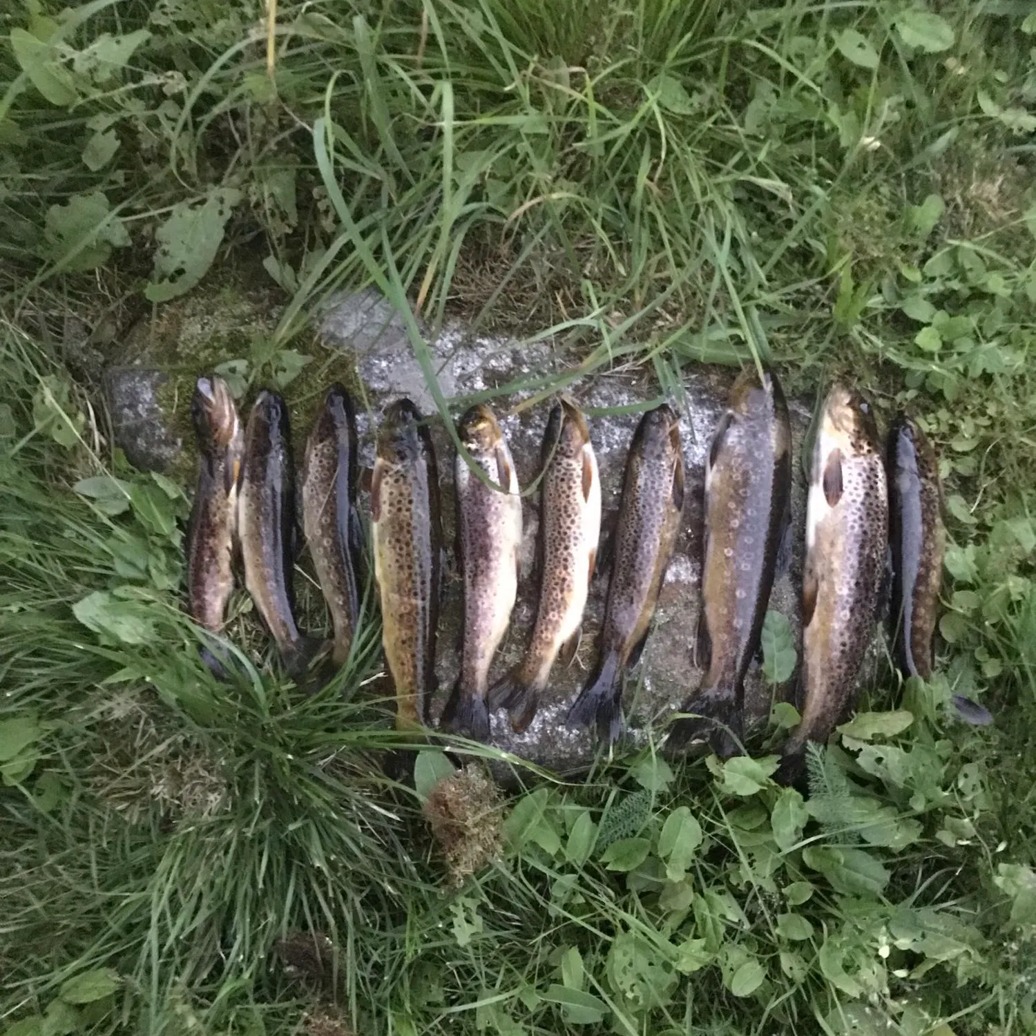 recently logged catches