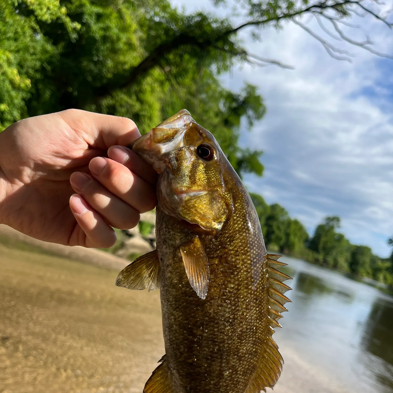 Smallmouth bass caught on Fishbrain