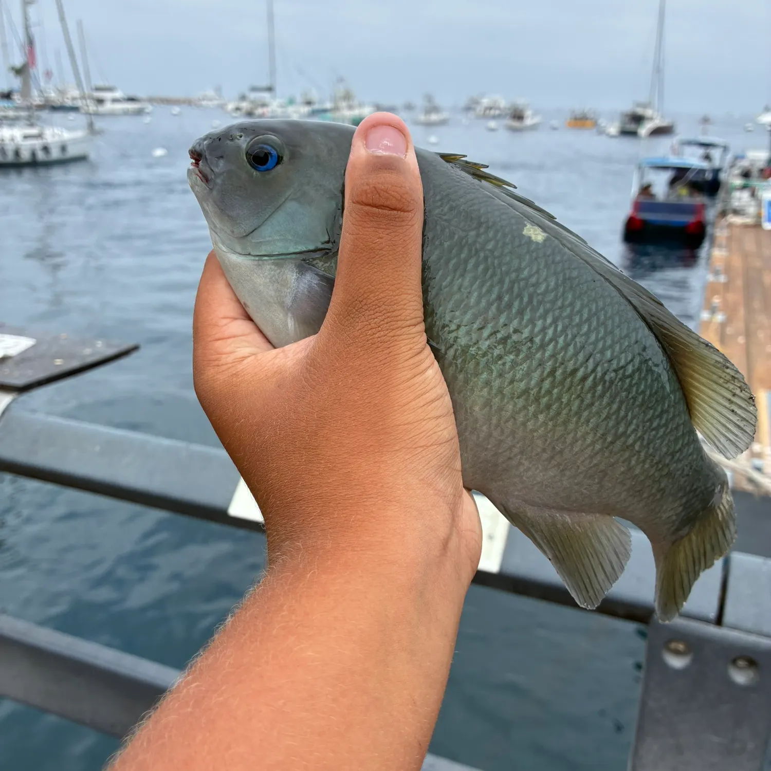 Opaleye caught on Fishbrain