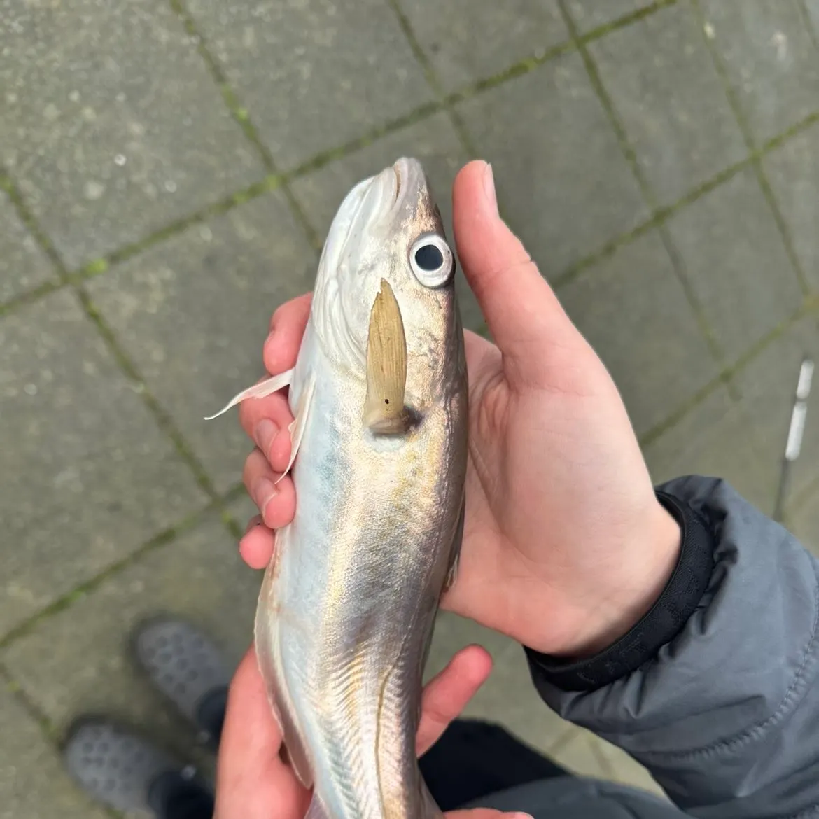 The most recent Whiting catches on Fishbrain