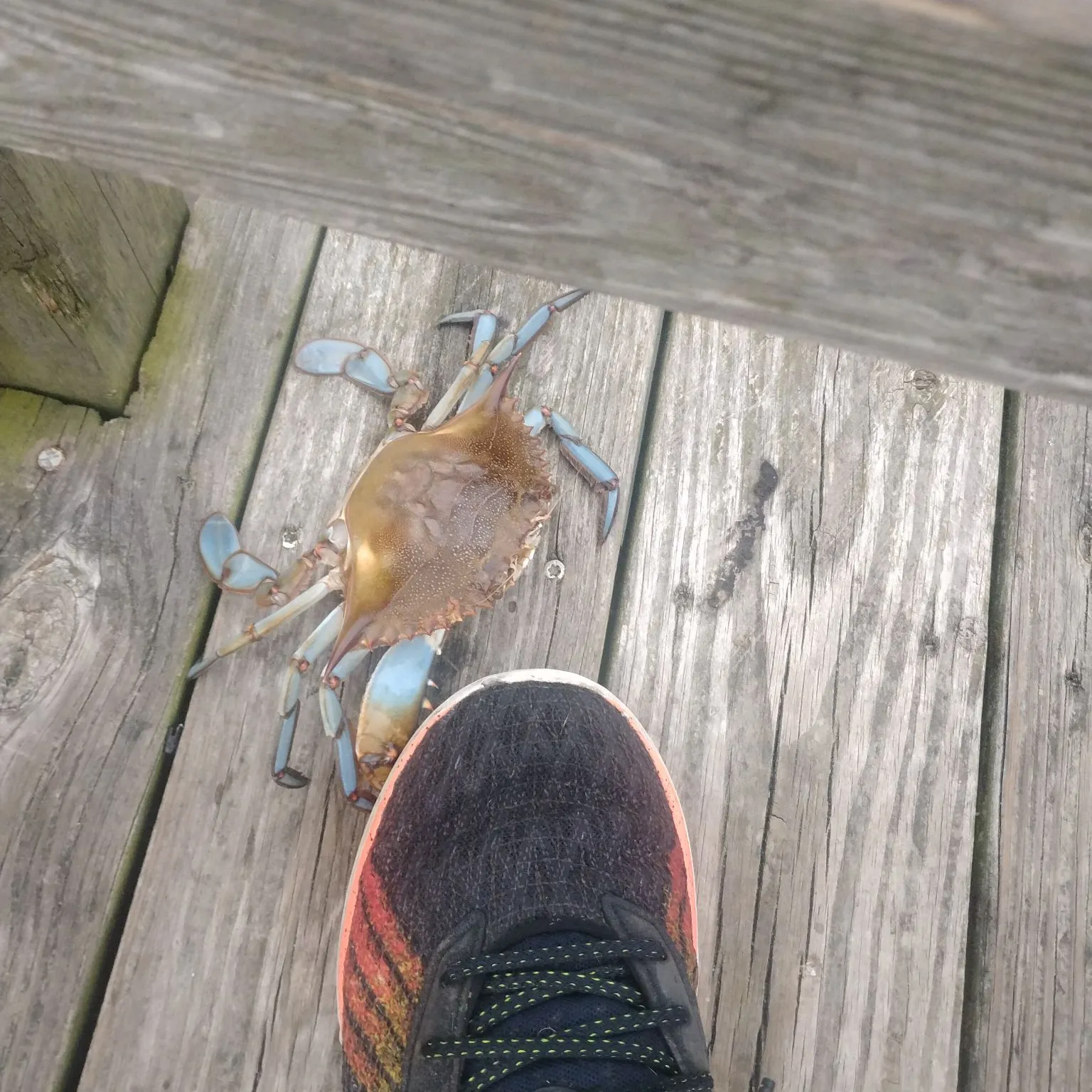 Fish caught on Fishbrain