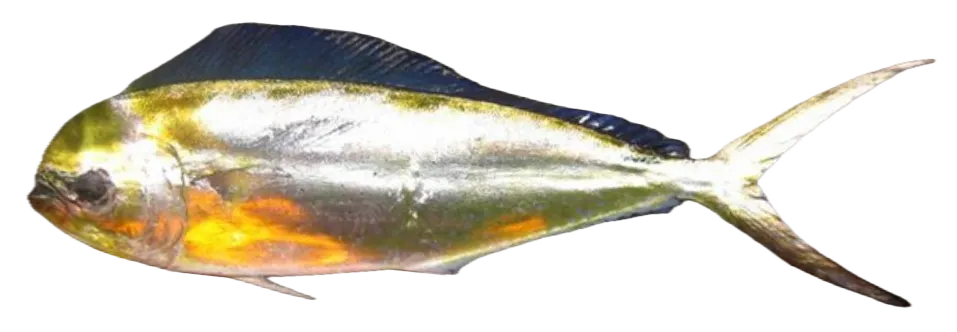 Pompano dolphinfish