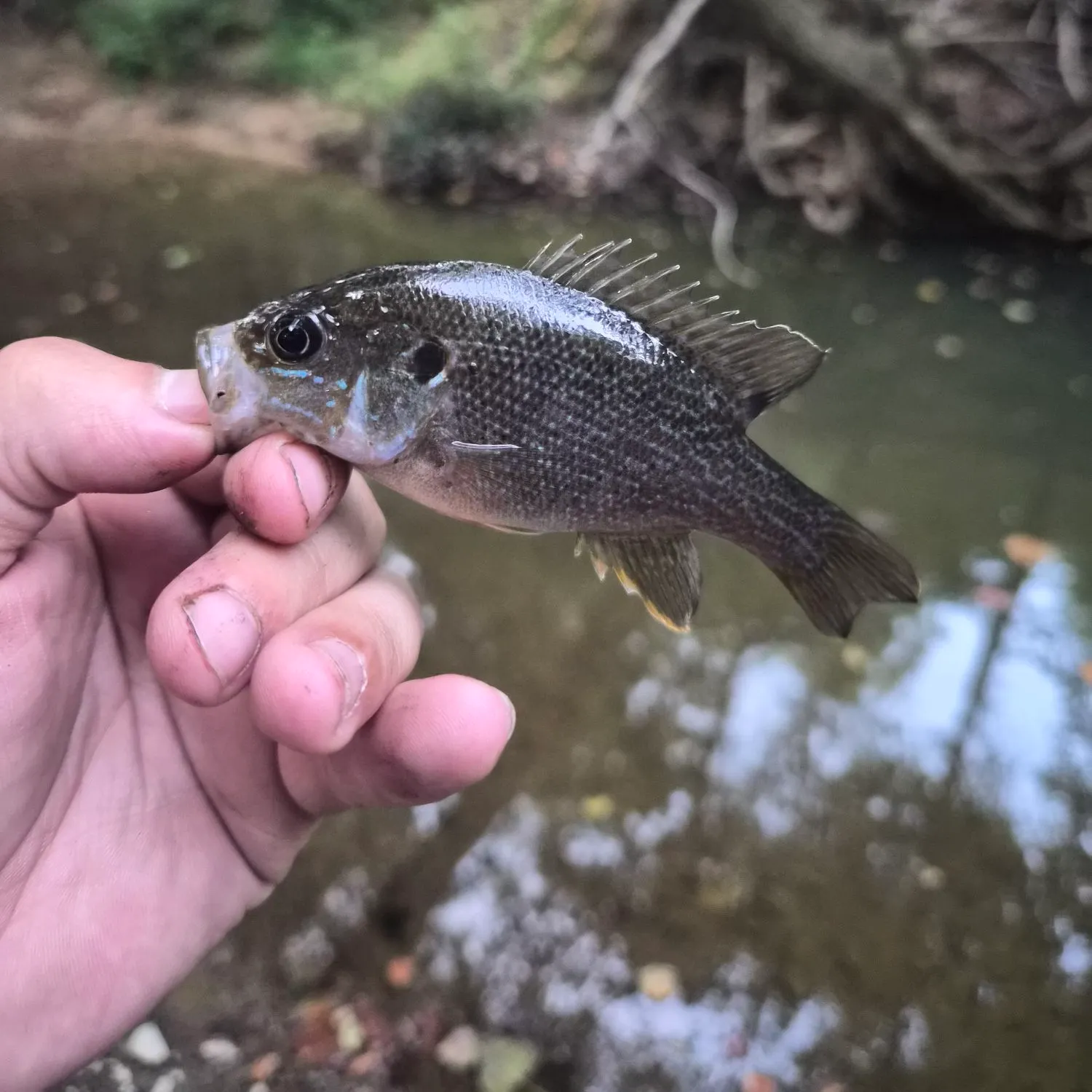 Green sunfish caught on Fishbrain