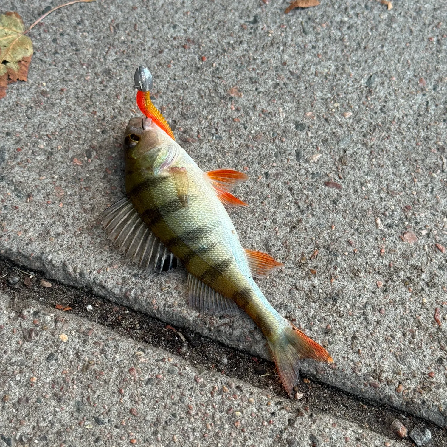 European perch caught on Fishbrain