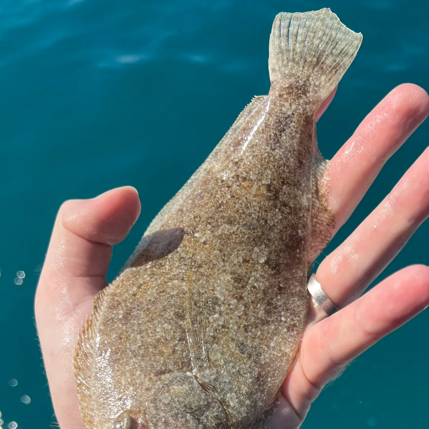 The most recent Dusky flounder catches on Fishbrain