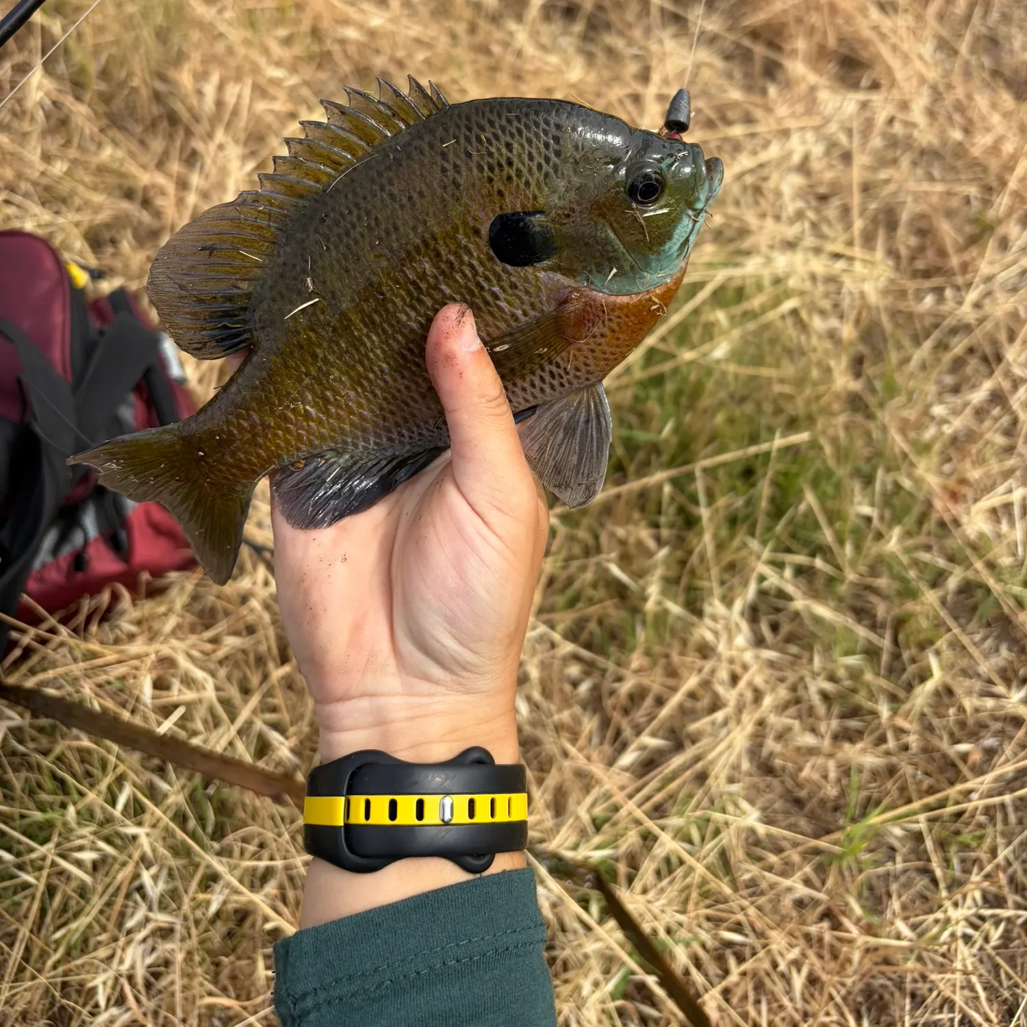 catch