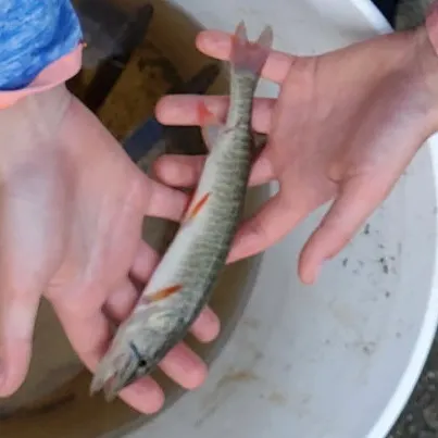 The most recent Redfin pickerel catches on Fishbrain