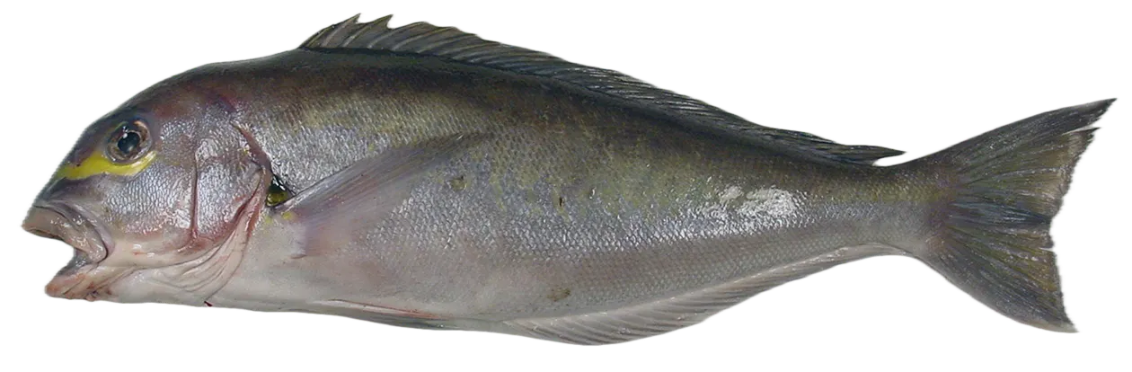 Atlantic goldeye tilefish