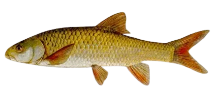 Smallmouth yellowfish