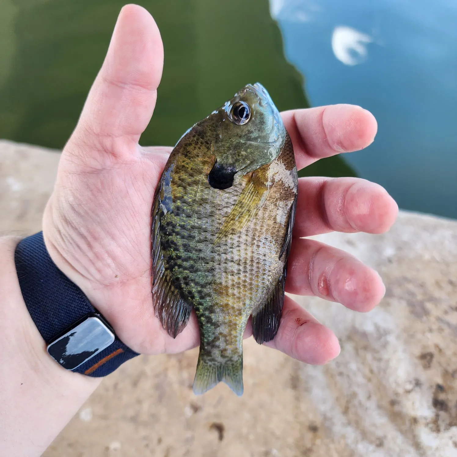 Bluegill caught on Fishbrain