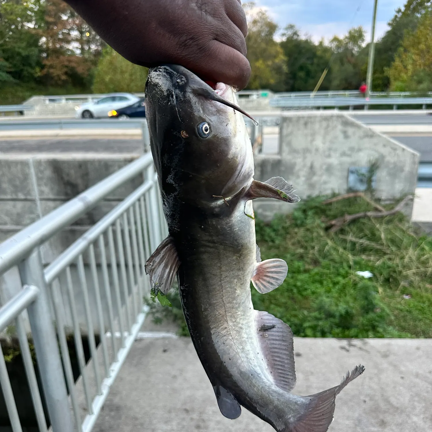 Black bullhead caught on Fishbrain