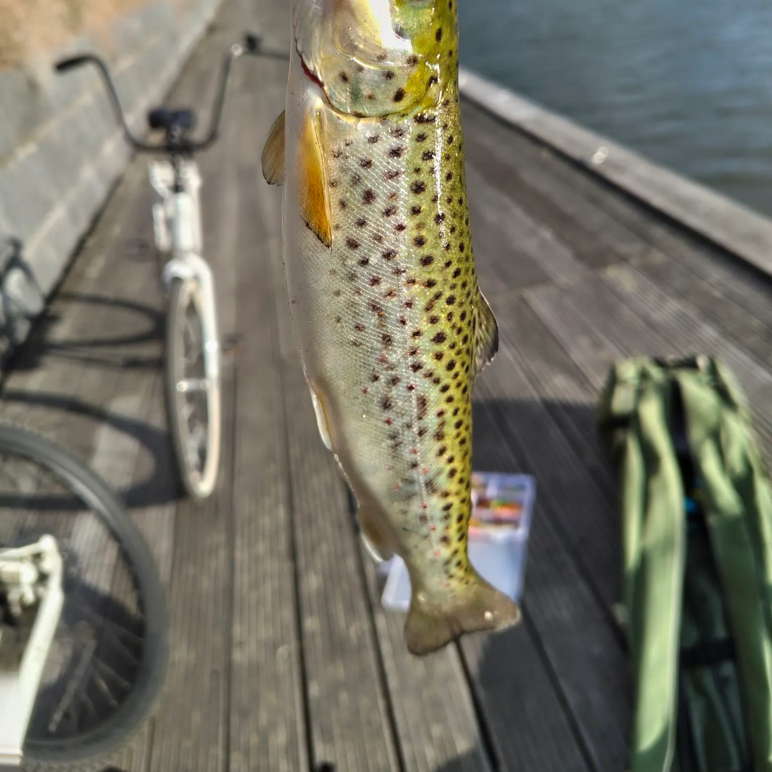 Brown trout caught on Fishbrain
