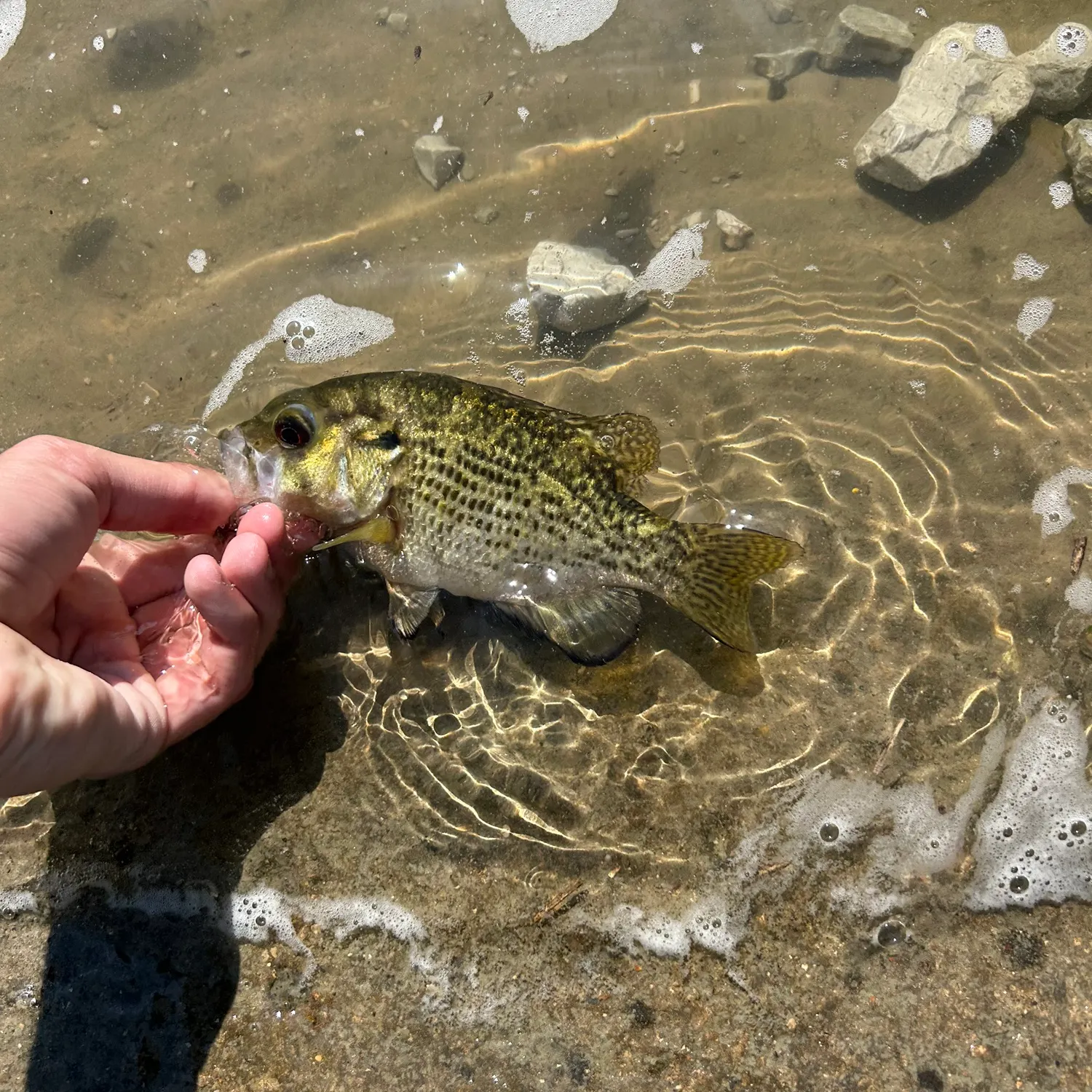 catch