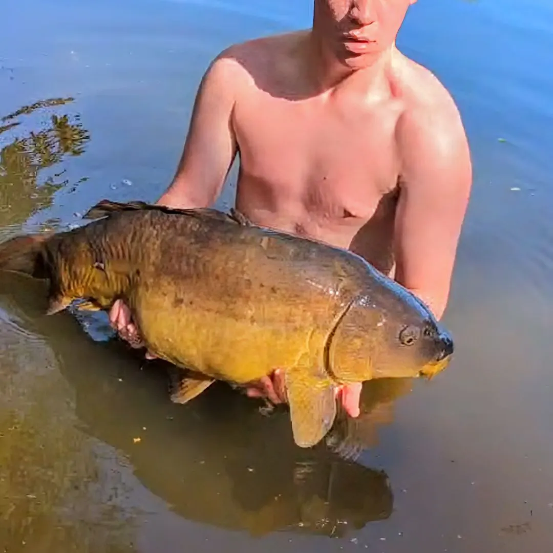 The most popular recent Leather carp catch on Fishbrain