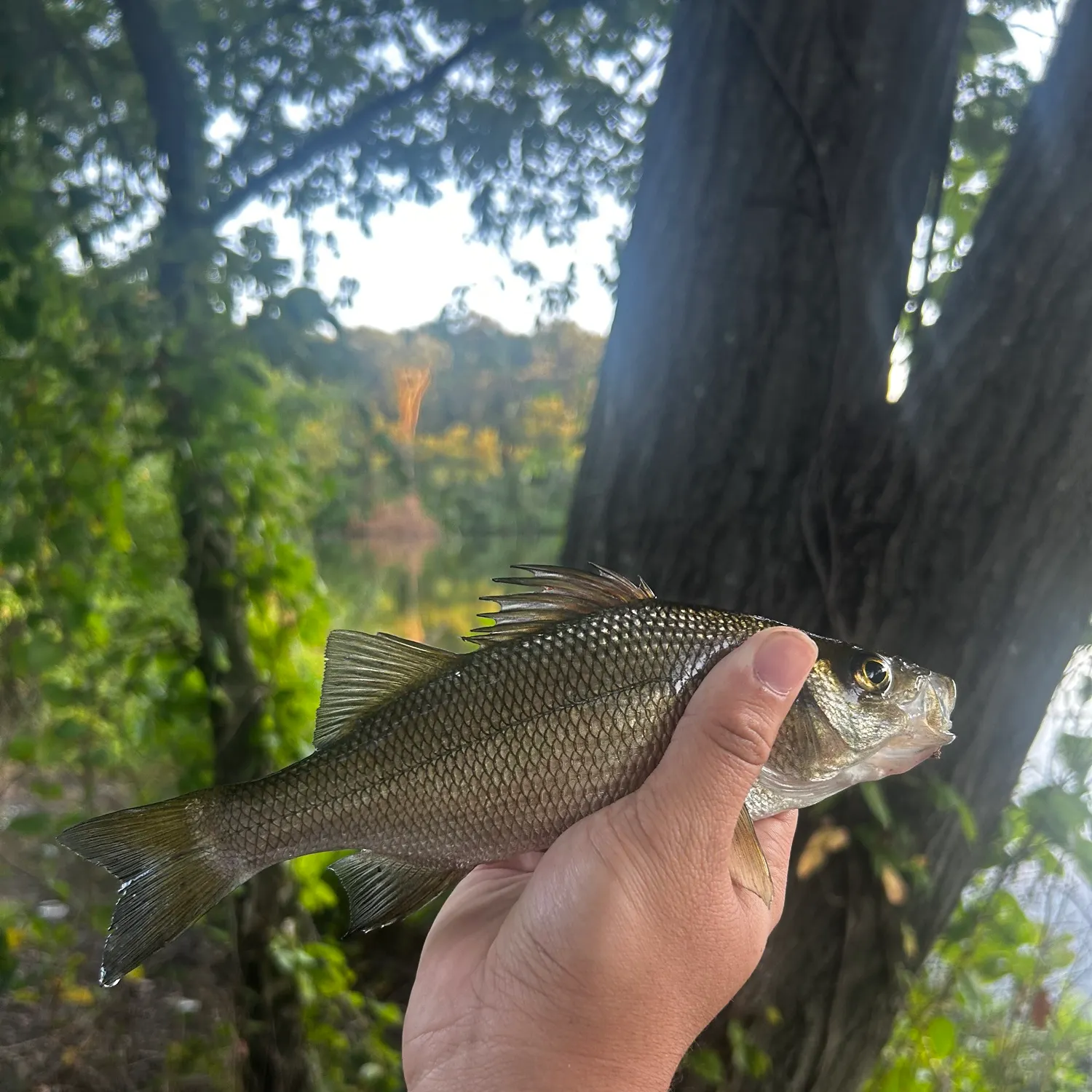 White perch caught on Fishbrain