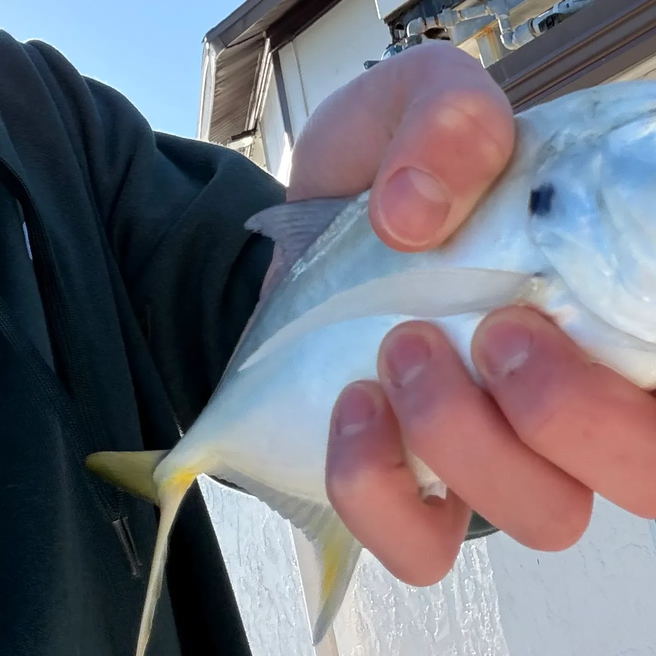The most recent Crevalle jack catches on Fishbrain
