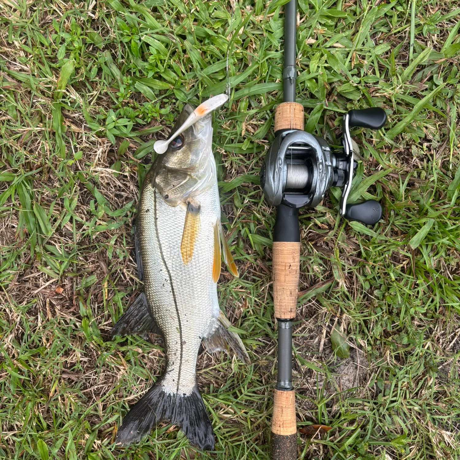 Fat snook caught on Fishbrain