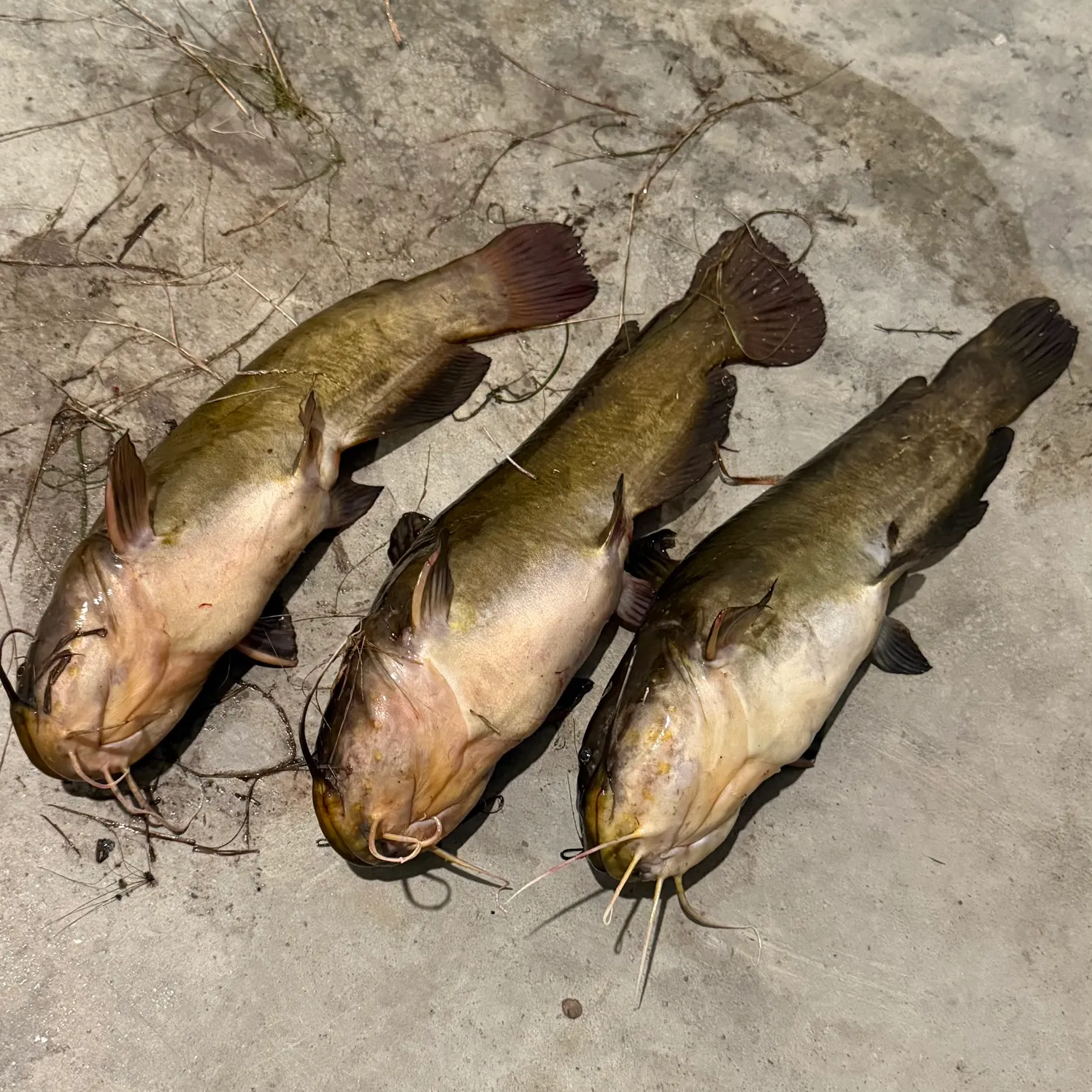 Black bullhead caught on Fishbrain