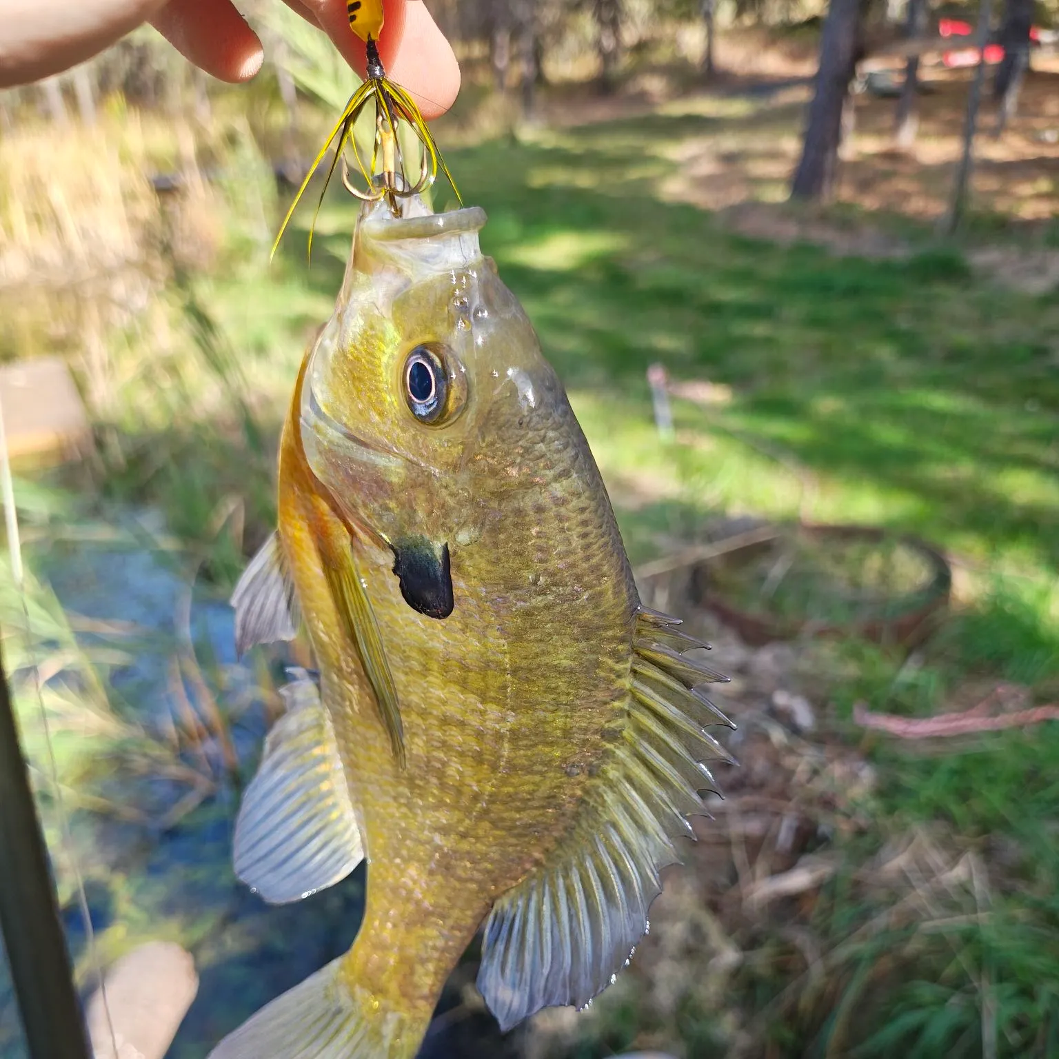 Bluegill caught on Fishbrain