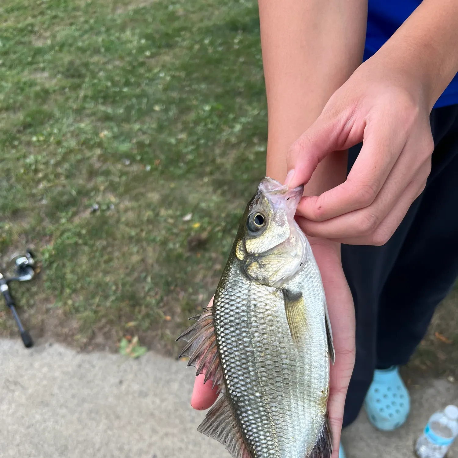 White perch caught on Fishbrain