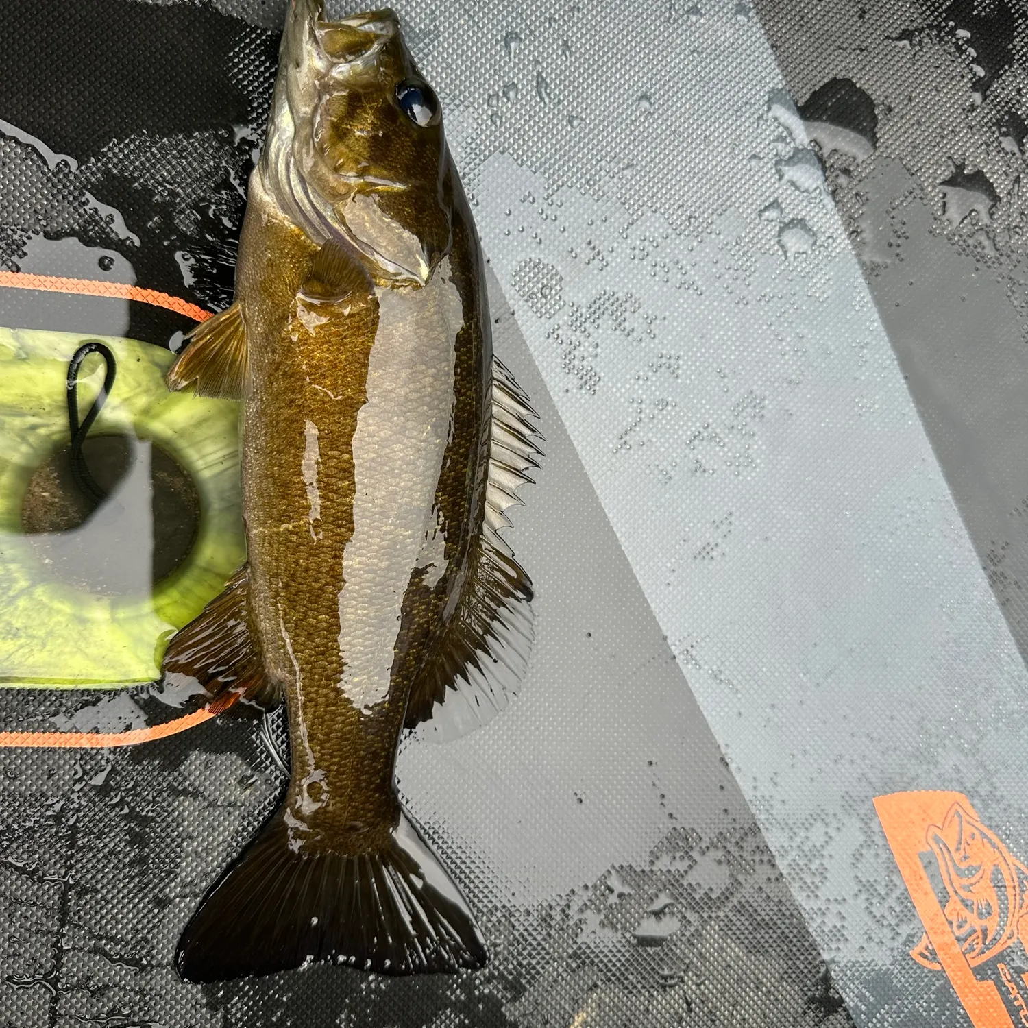 Smallmouth bass caught on Fishbrain