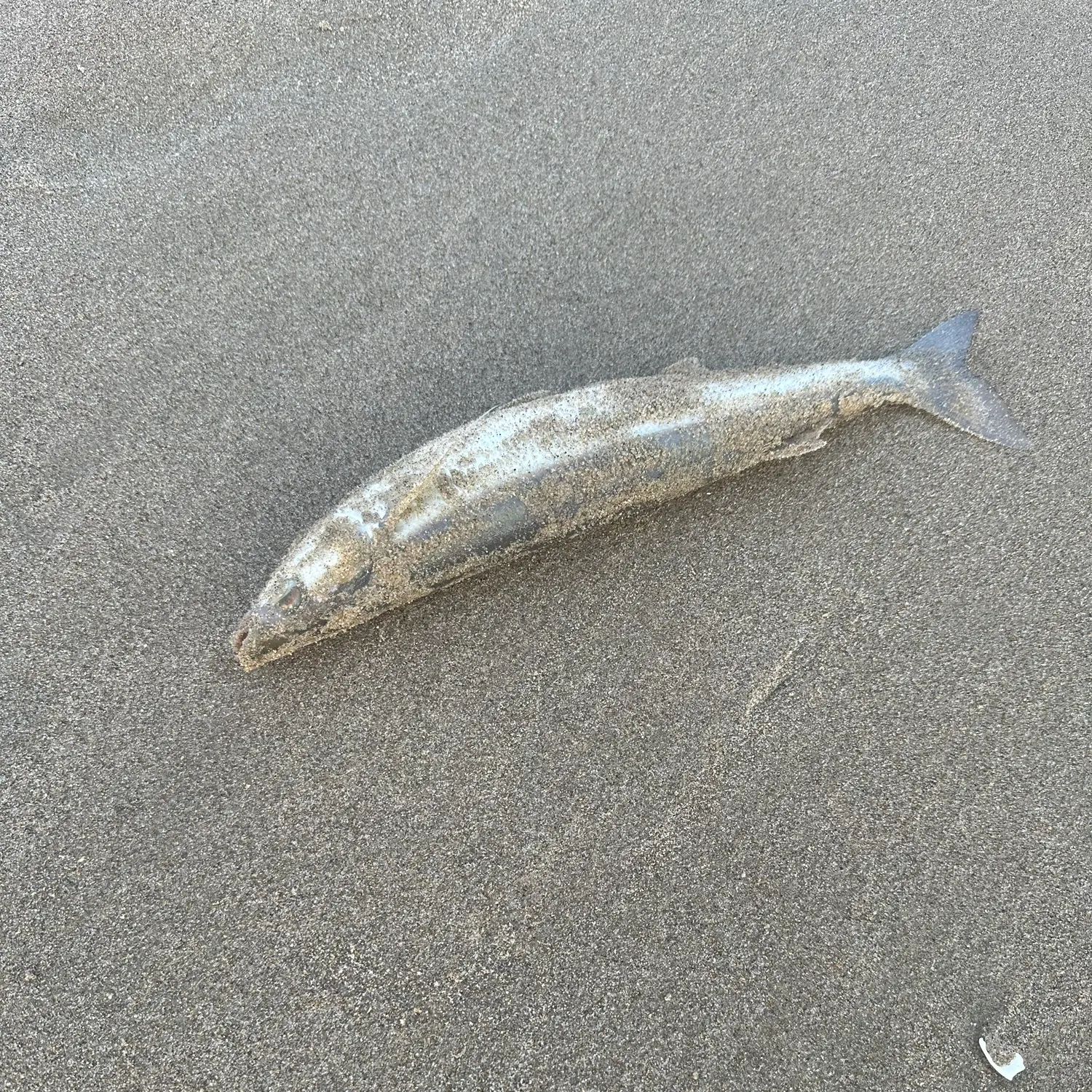 The most recent Skipjack herring catches on Fishbrain
