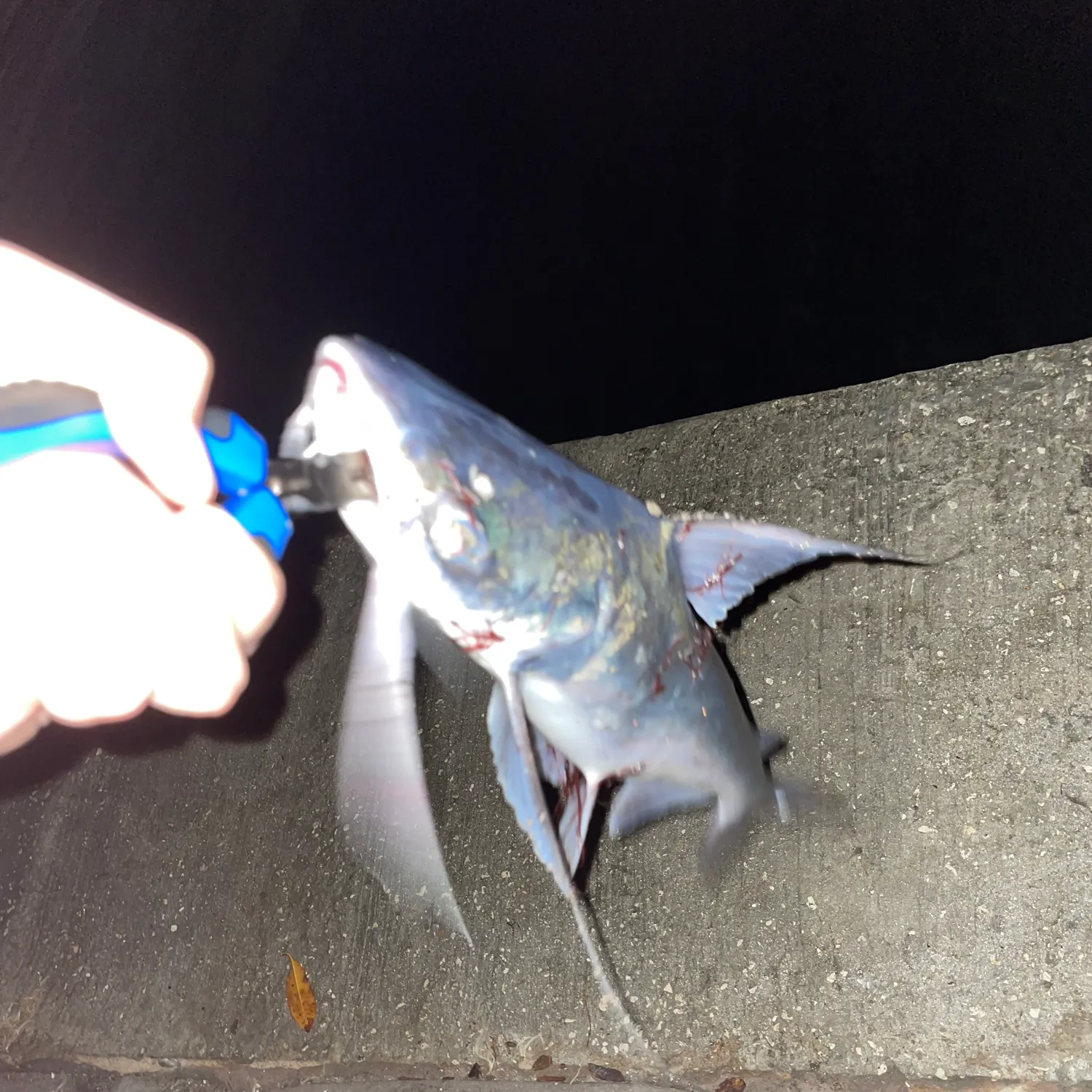most liked catch image