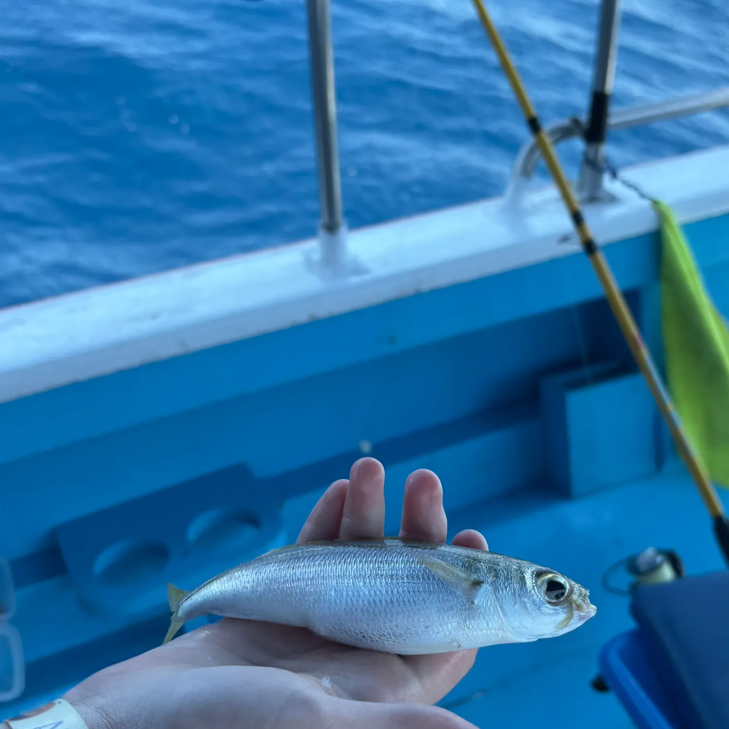 The most recent White sardinella catches on Fishbrain