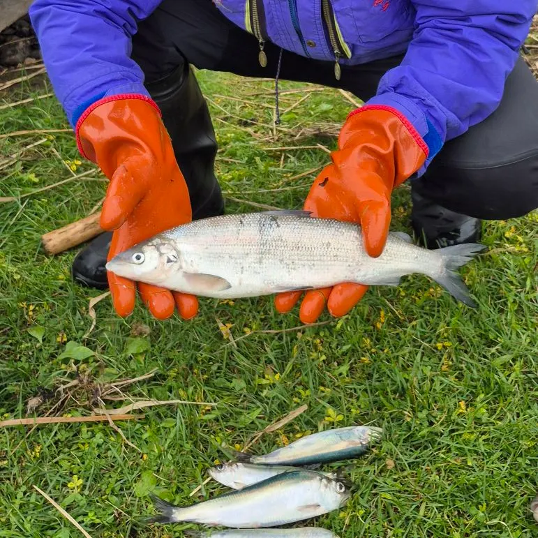 The most recent European whitefish catches on Fishbrain