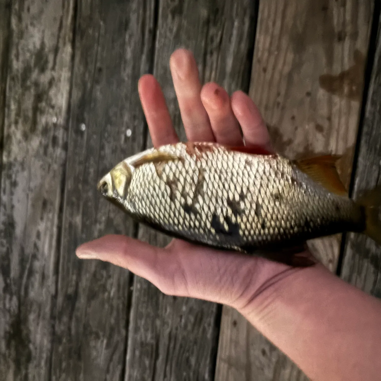 The most recent Golden shiner catches on Fishbrain