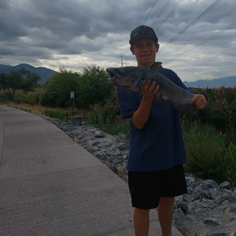 Channel catfish caught on Fishbrain
