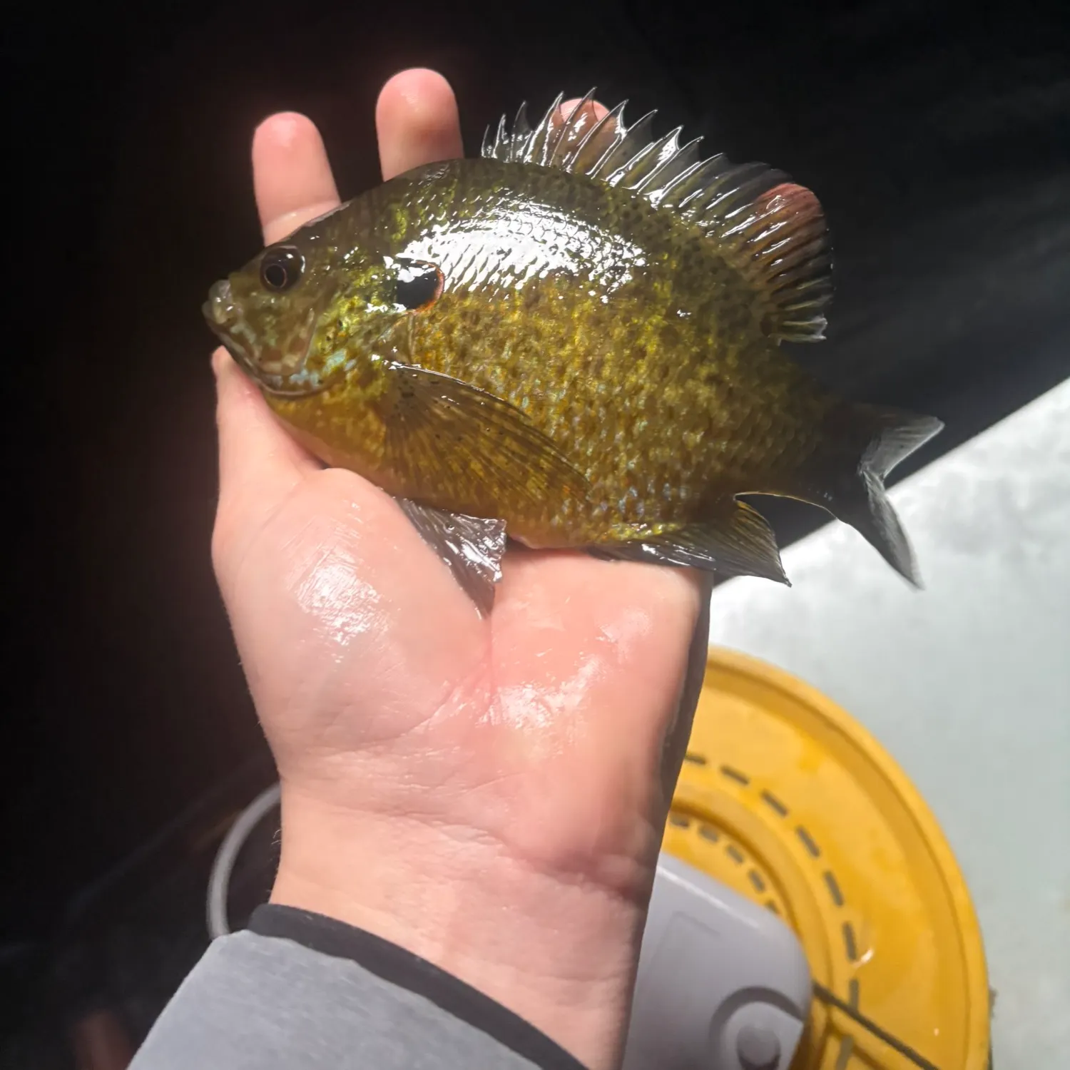 The most recent Pumpkingill hybrid catches on Fishbrain