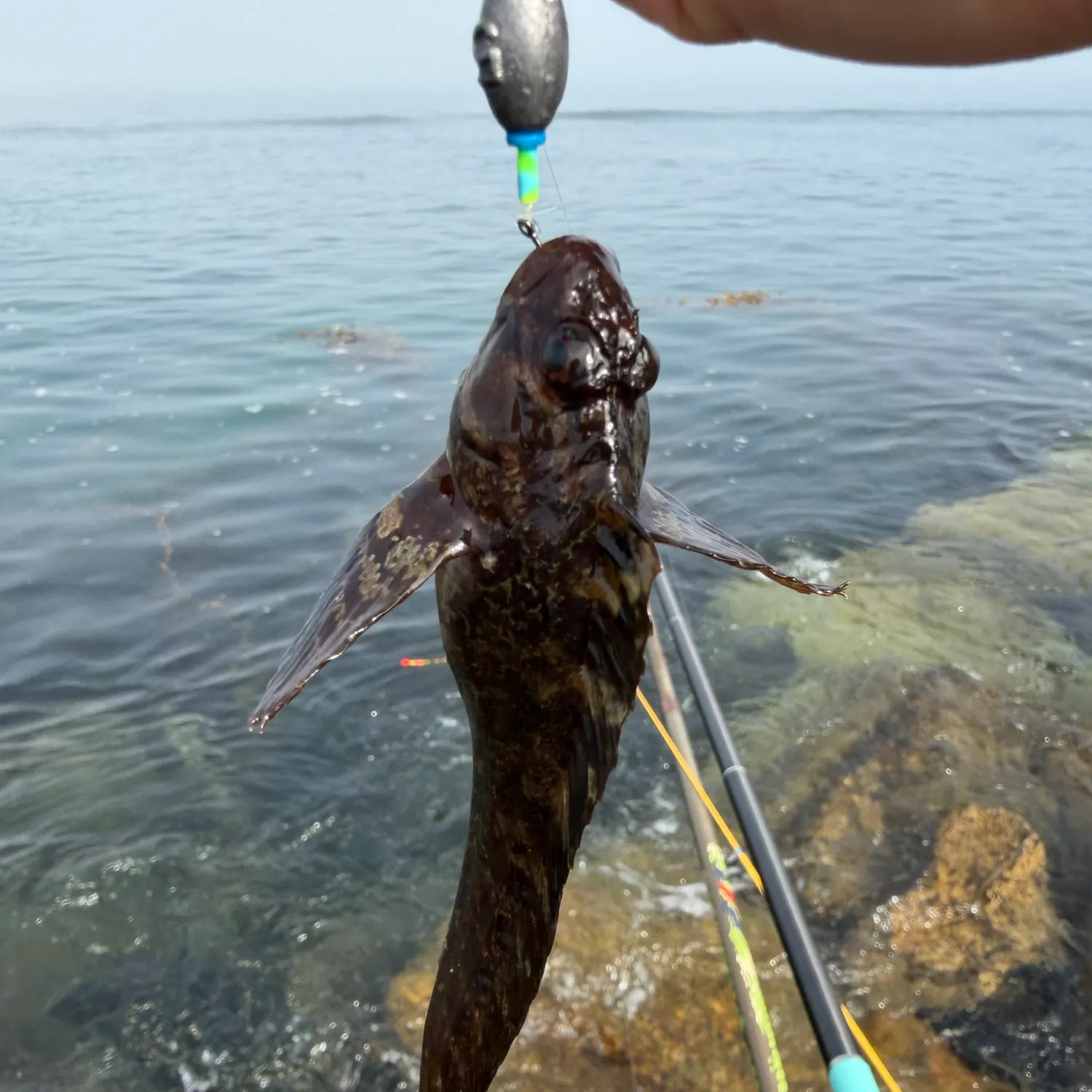 The most recent Woolly sculpin catches on Fishbrain