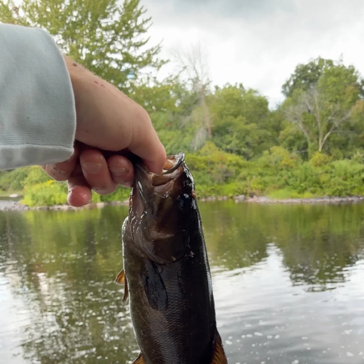 Smallmouth bass caught on Fishbrain