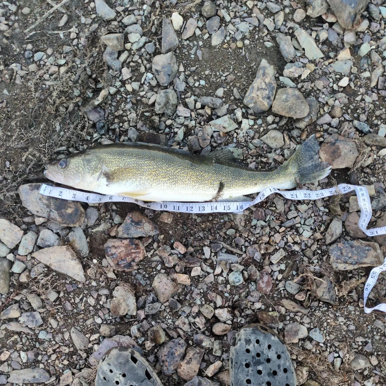Walleye caught on Fishbrain
