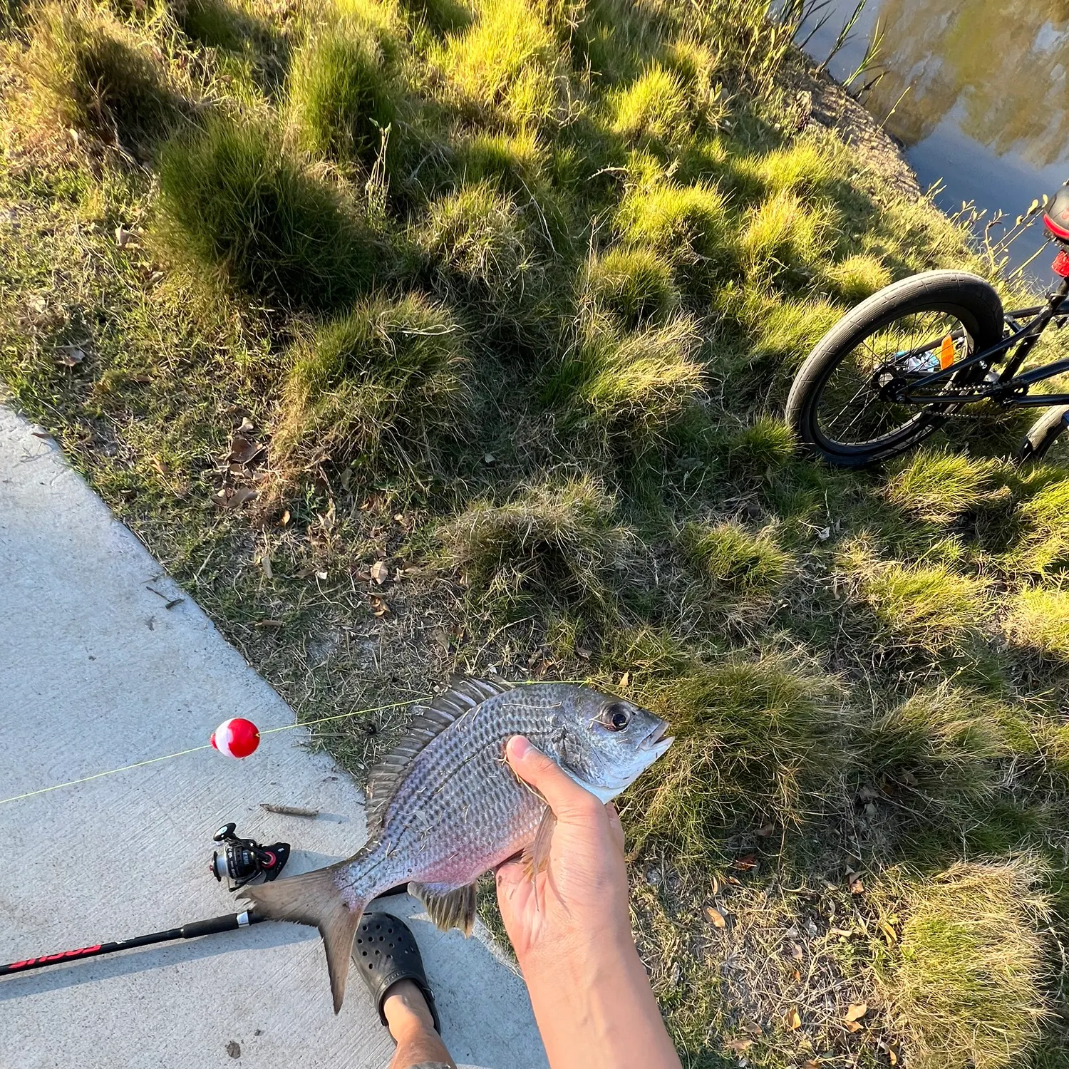 Surf bream caught on Fishbrain
