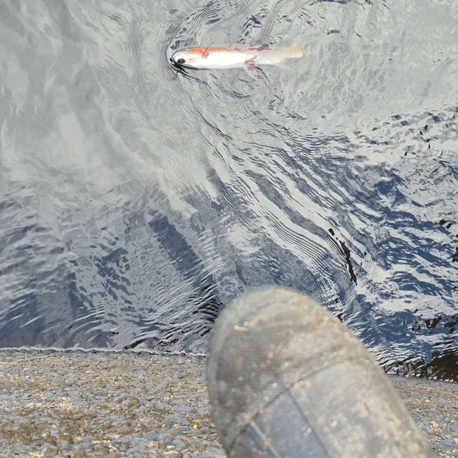Rainbow trout caught on Fishbrain