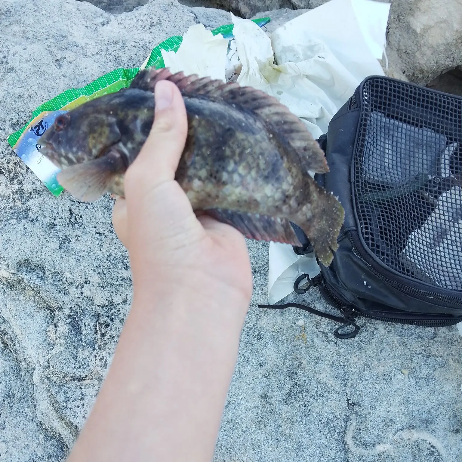 The most recent Brownspotted wrasse catches on Fishbrain