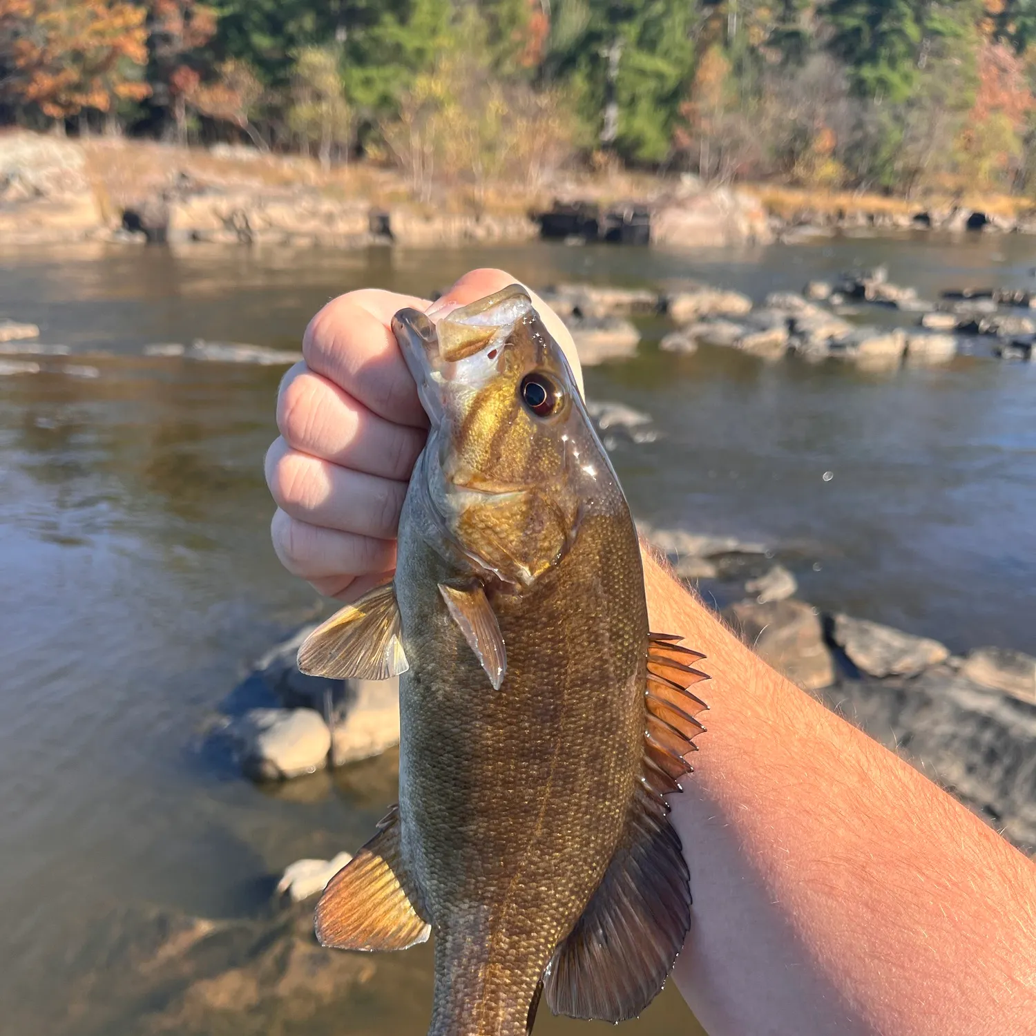 Smallmouth bass caught on Fishbrain