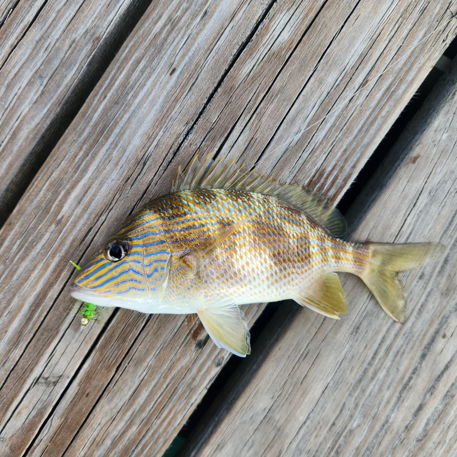 The most recent White grunt catches on Fishbrain