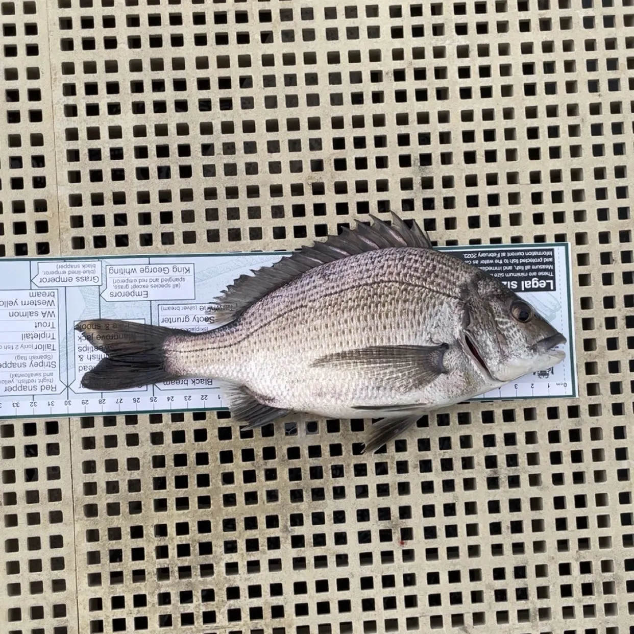 recently logged catches