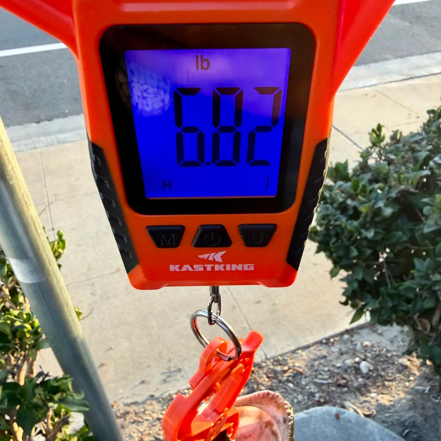 The most recent California halibut catches on Fishbrain