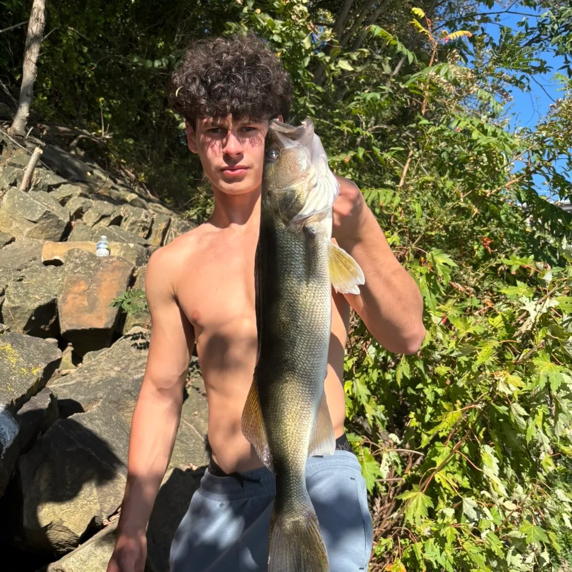 Walleye caught on Fishbrain