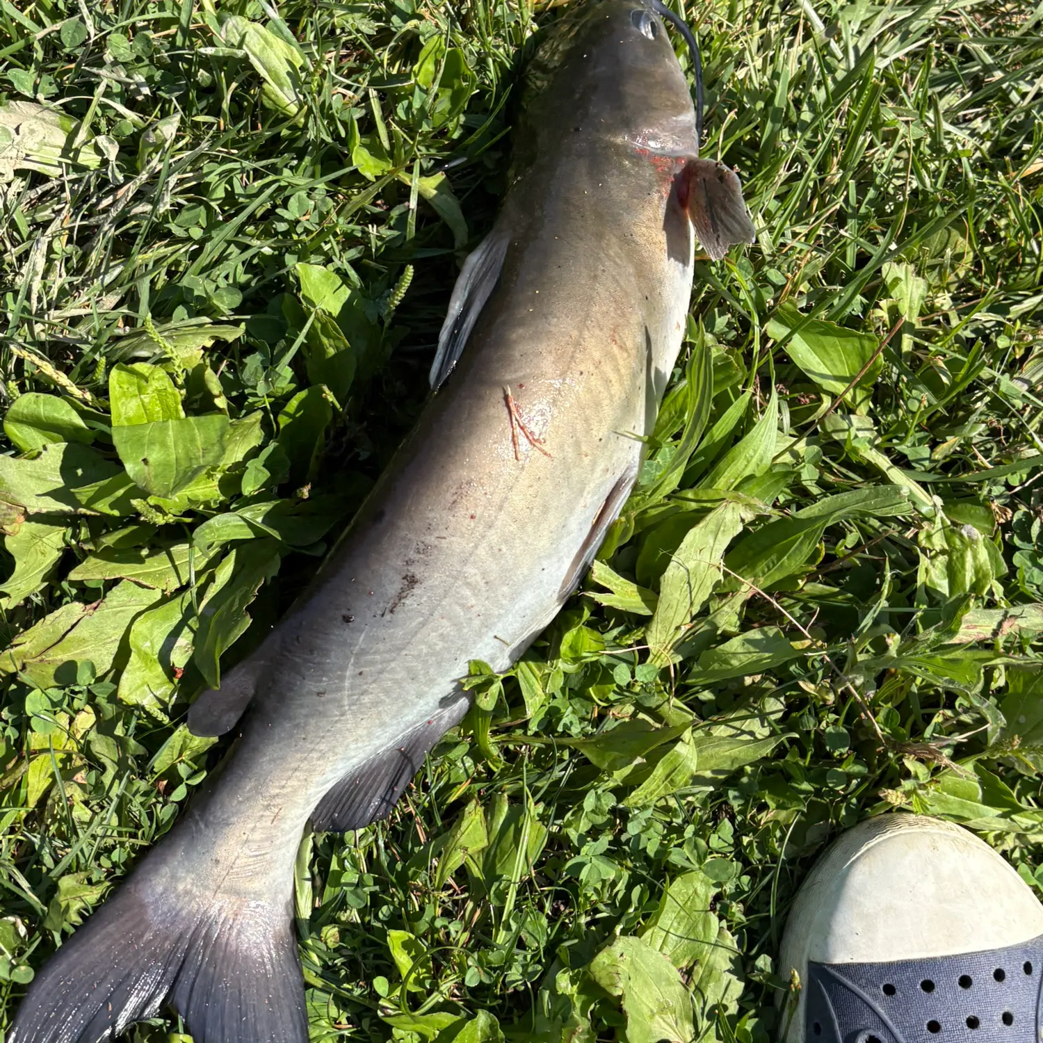 Channel catfish caught on Fishbrain