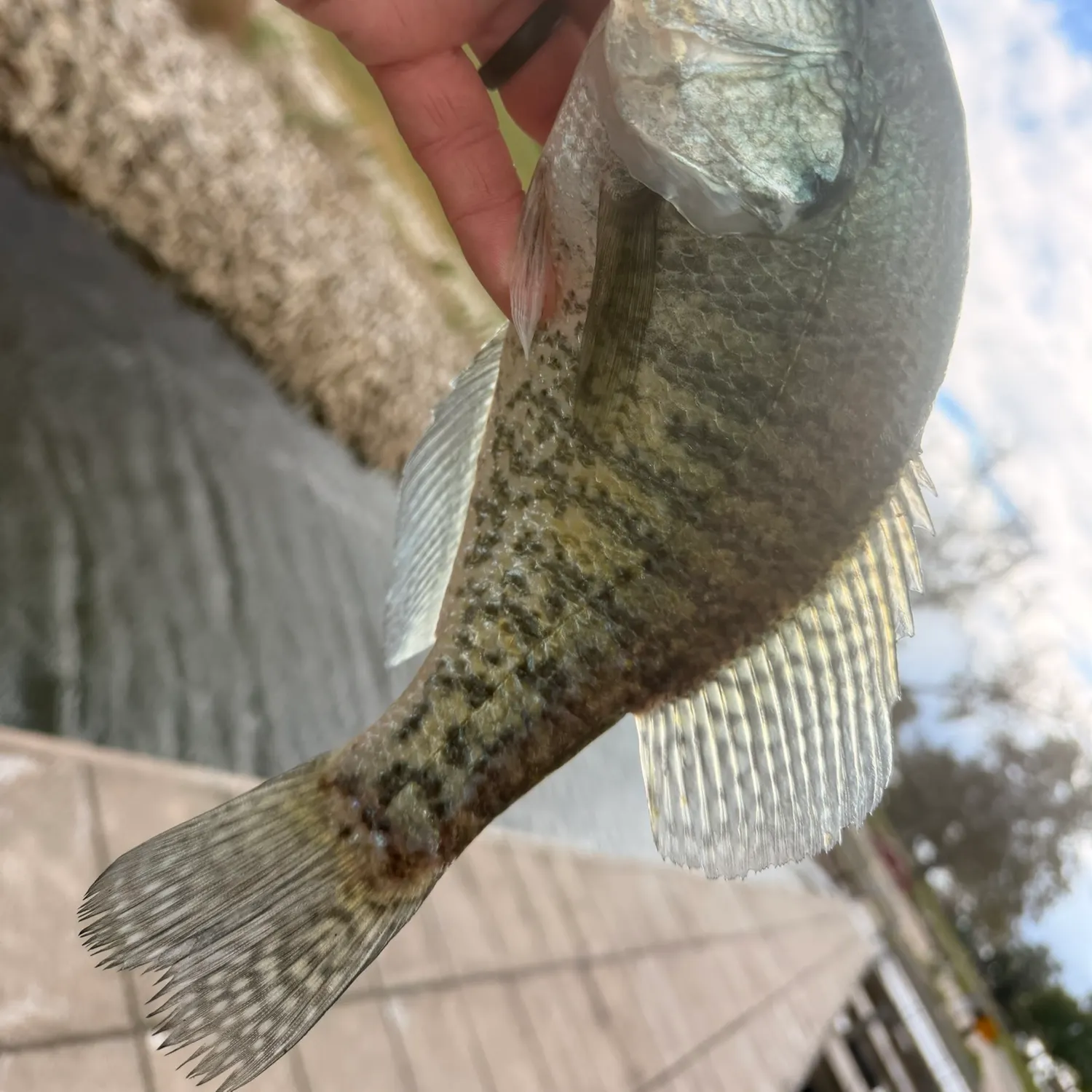 White crappie caught on Fishbrain