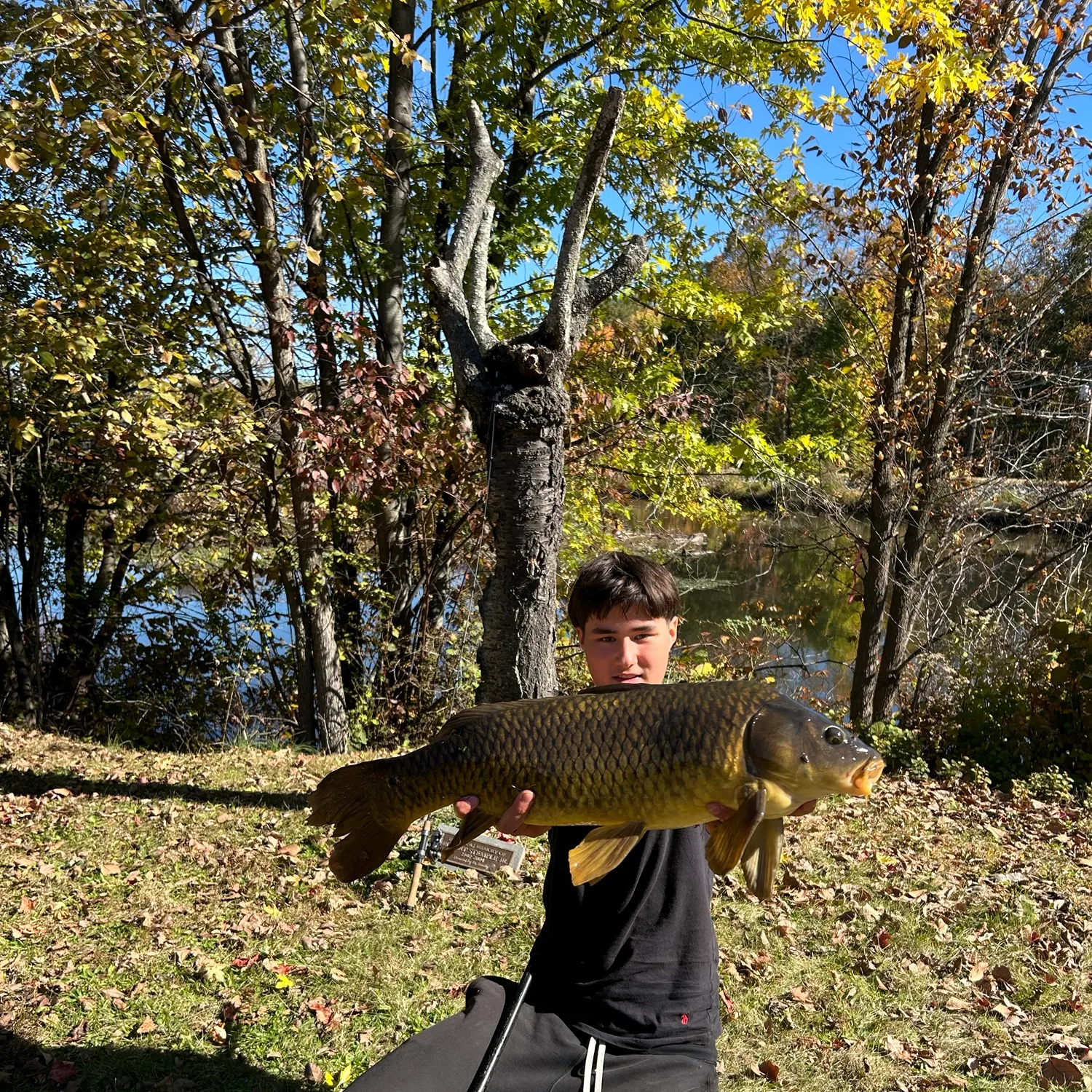 Common carp caught on Fishbrain