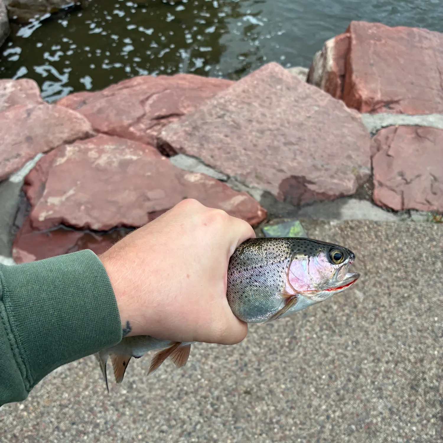 Rainbow trout caught on Fishbrain
