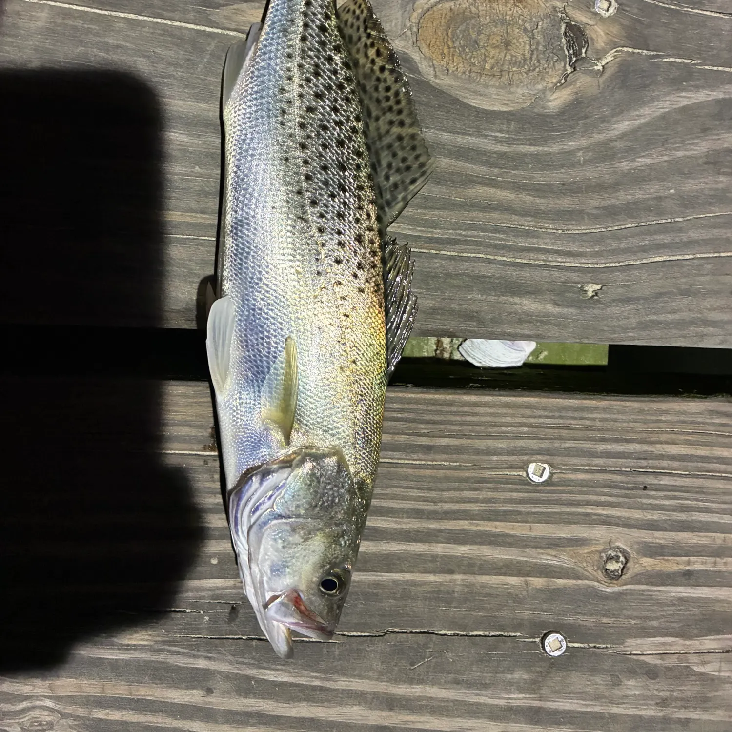 Spotted seatrout caught on Fishbrain